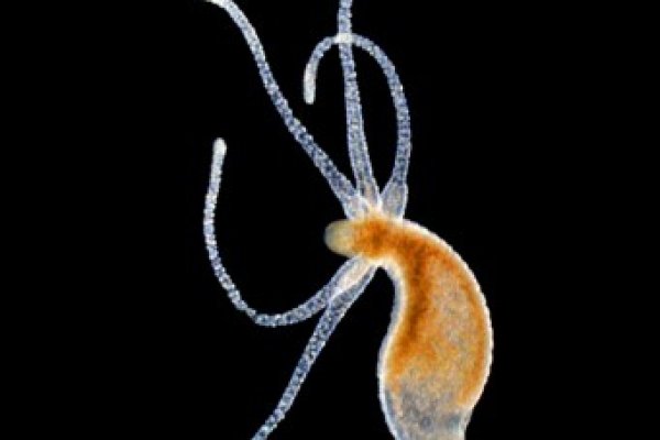 Даркнет зеркало