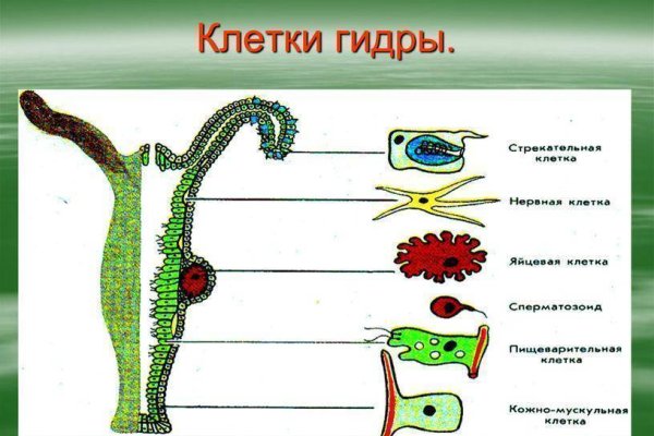 Ссылка на кракен