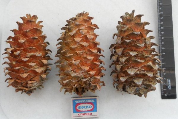 Какая сейчас ссылка на кракен